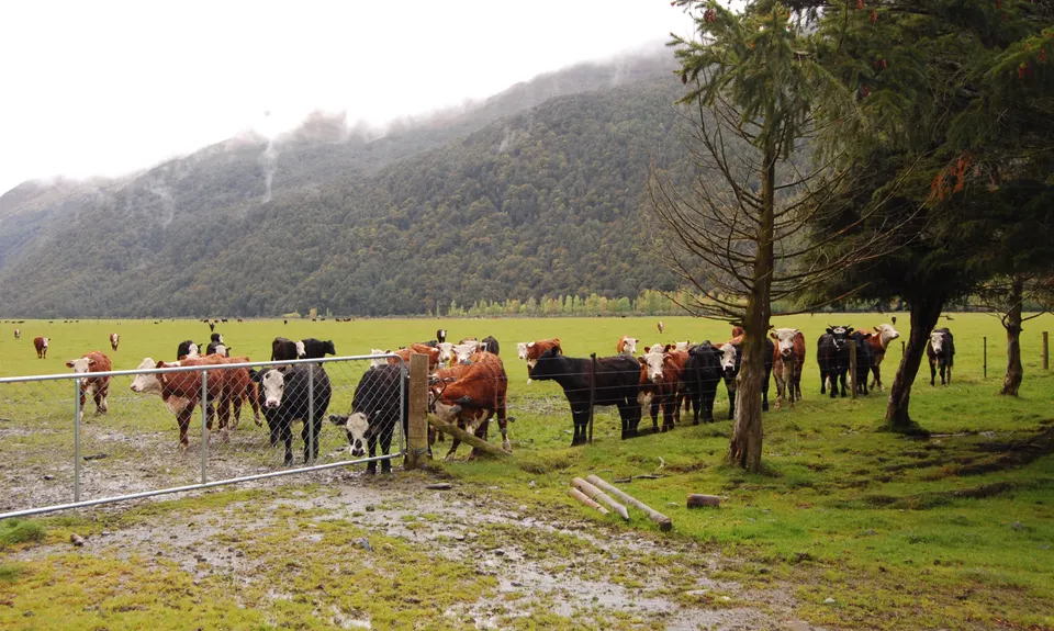 Rock of Ages, Otago