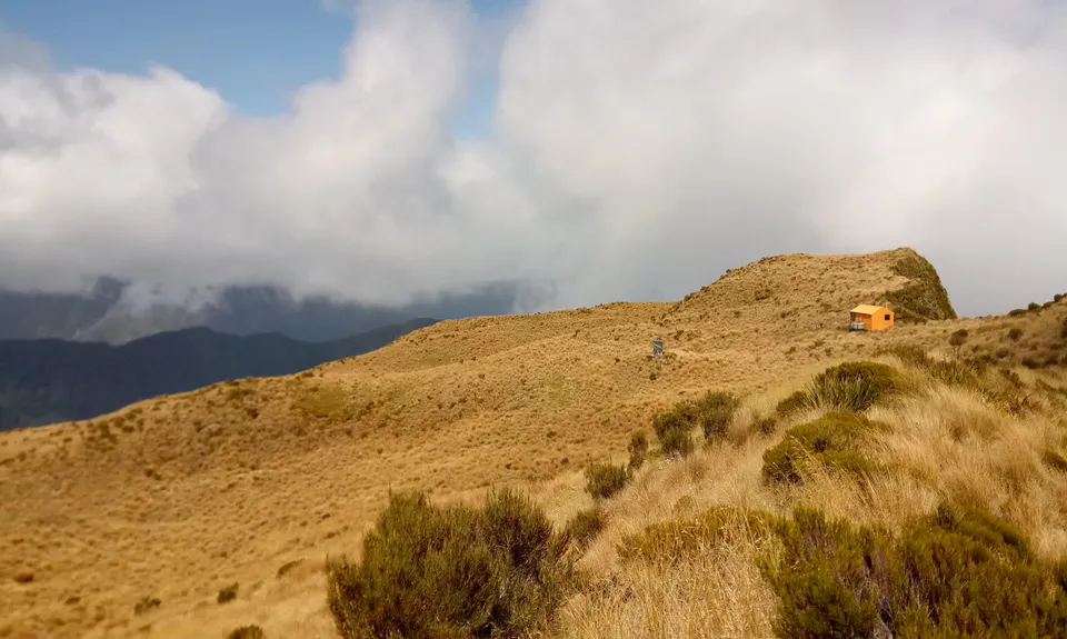 Mt Brown Bonanza, West Coast