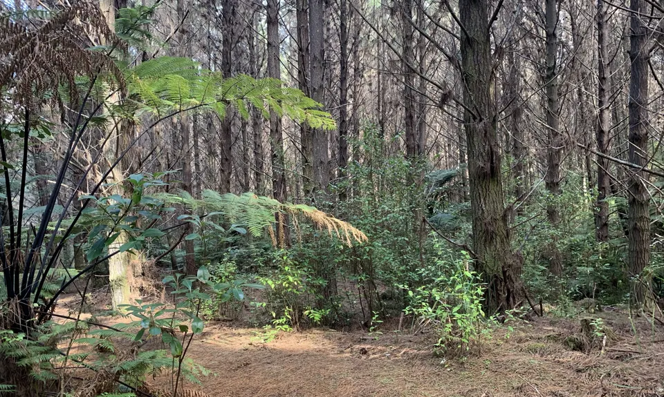 Fun at Riverhead, Auckland