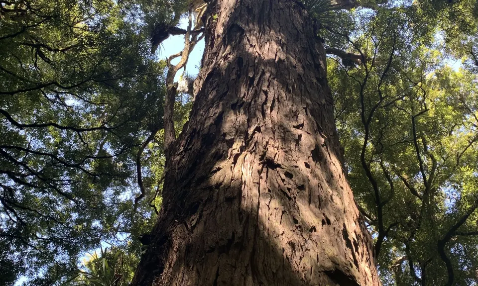 Ohinetonga Scenic Reserve - Owhango, Manawatu - Wanganui