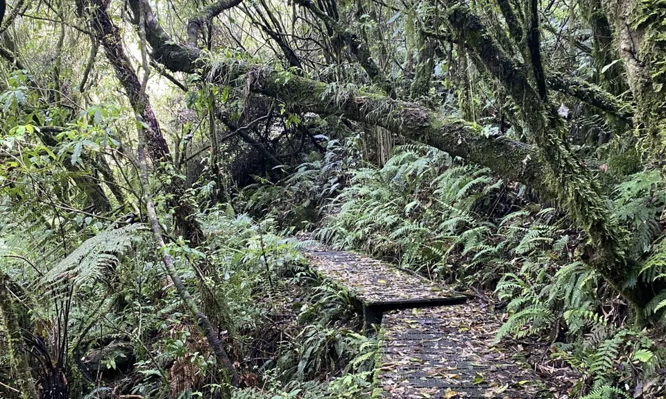 Ohinetonga Scenic Reserve - Owhango, Manawatu - Wanganui