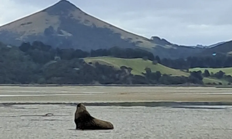Okia Victory Lap, Otago