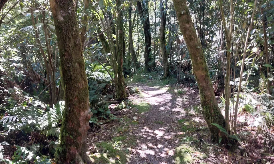 Opepe Reserve, Waikato