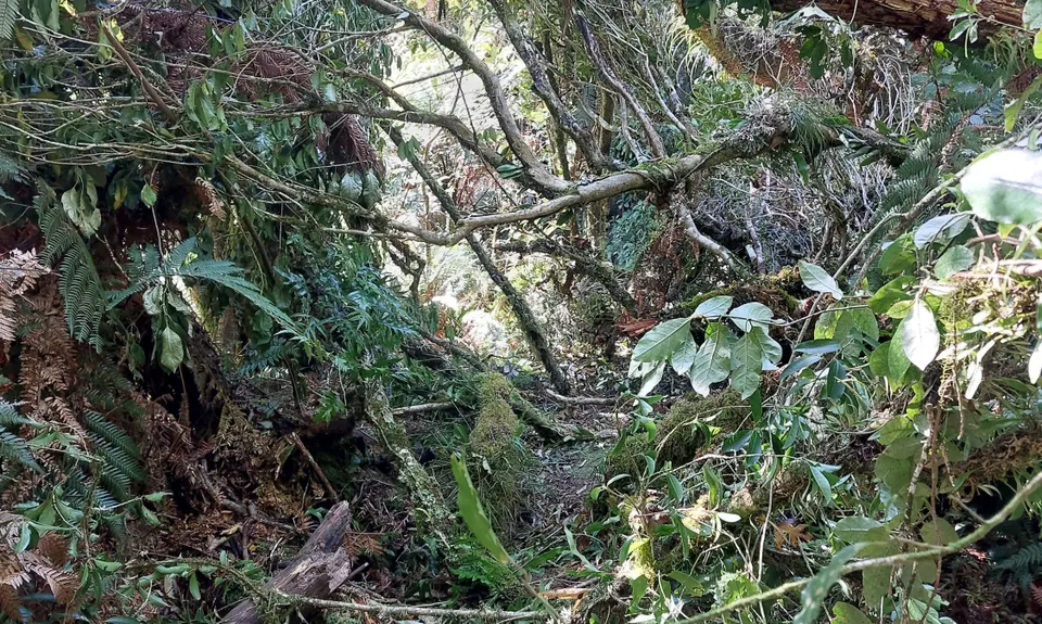 Opepe Reserve, Waikato