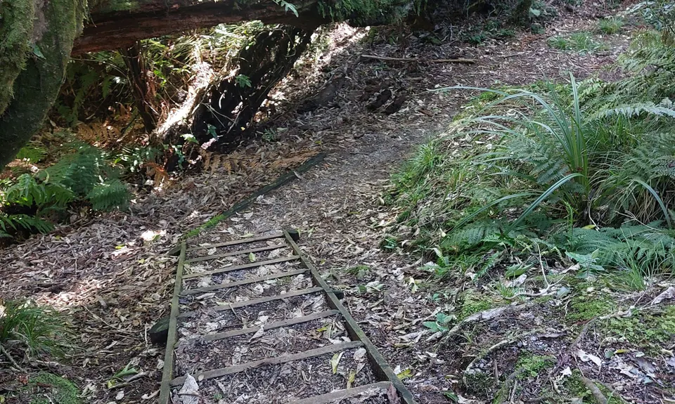 Opepe Reserve, Waikato