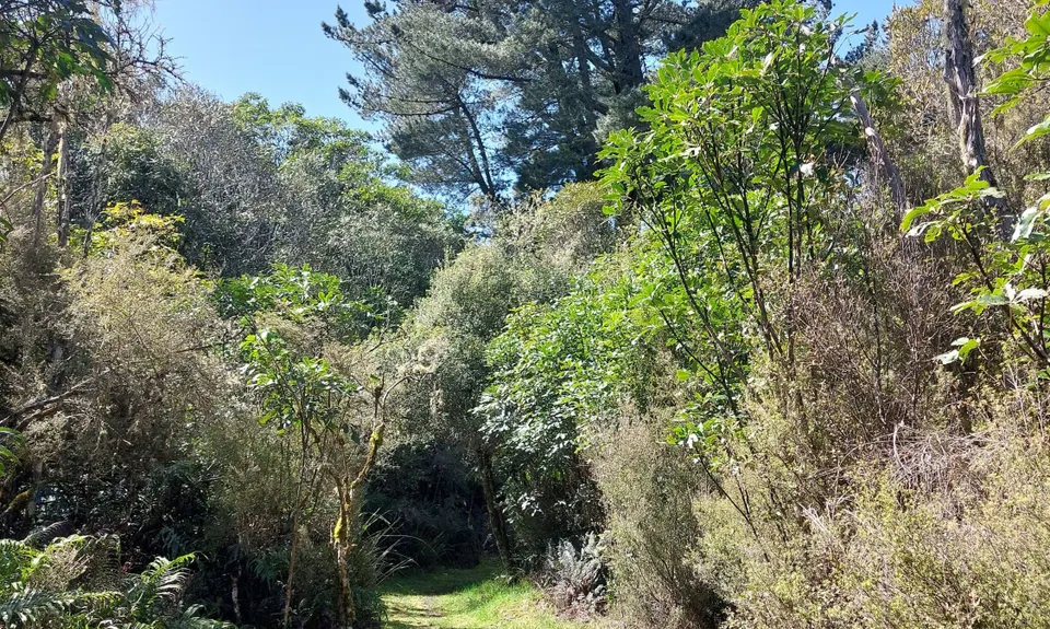 Opepe Reserve, Waikato