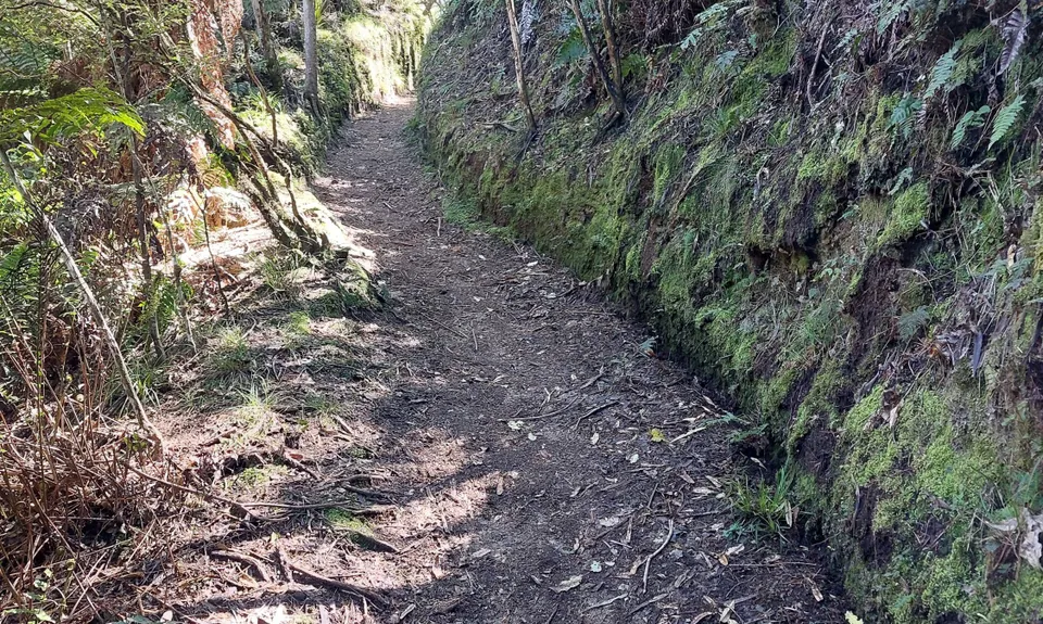 Opepe Reserve, Waikato