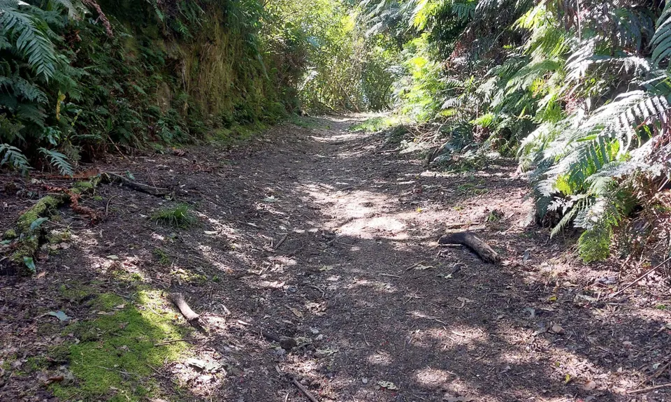 Opepe Reserve, Waikato