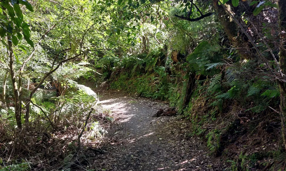 Opepe Reserve, Waikato