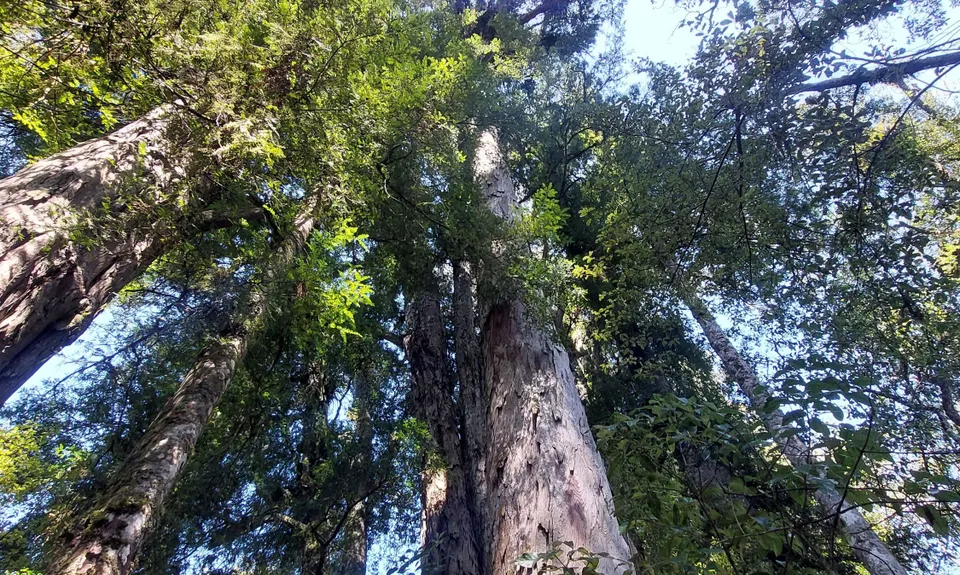 Opepe Reserve, Waikato