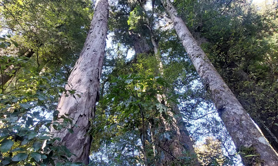 Opepe Reserve, Waikato