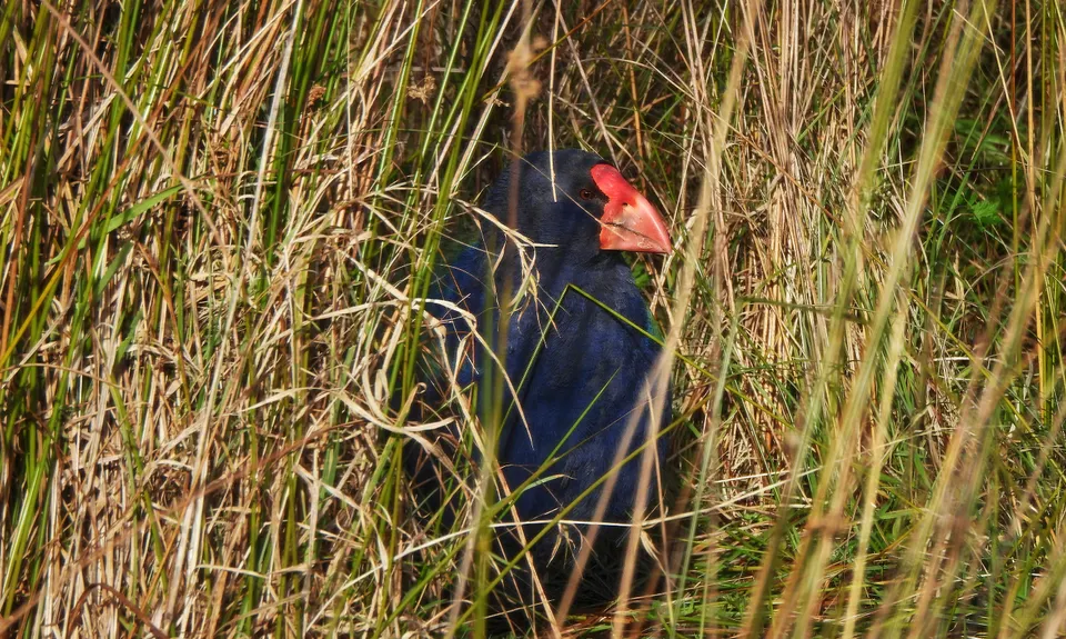 Orokonui Lagoon Track, Otago