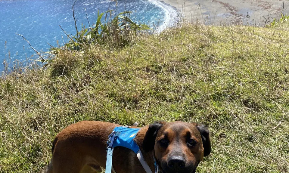 Oruaiti Reserve, Wellington