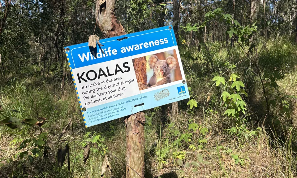 Owls are Powerful, Queensland