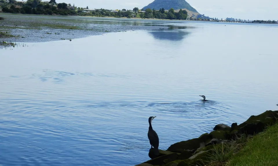 Daisy Hardwick Loop, Bay of Plenty