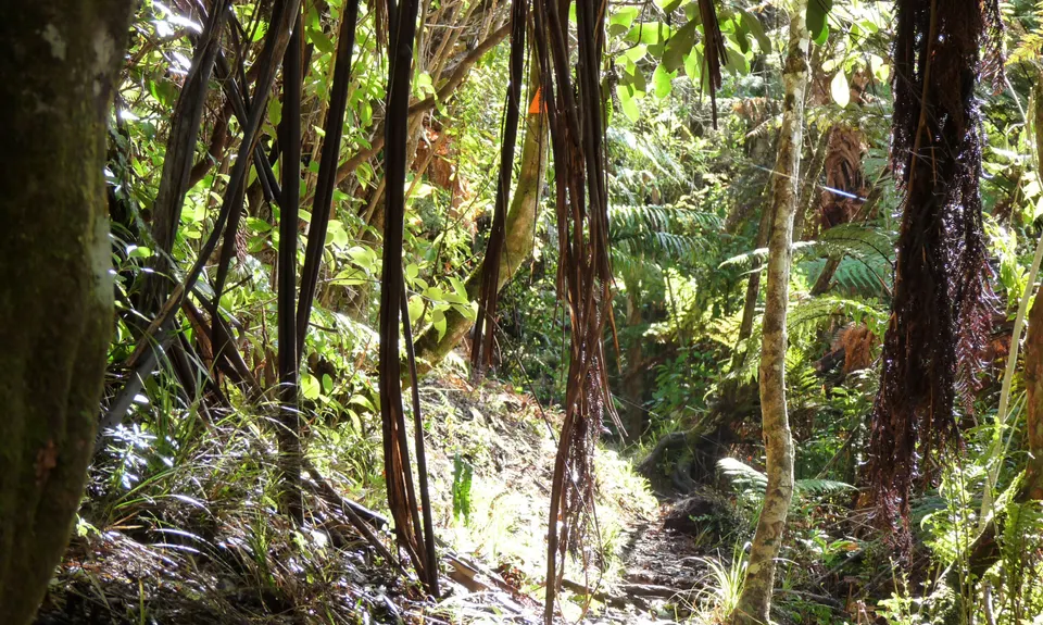 Ernie's loop, Auckland