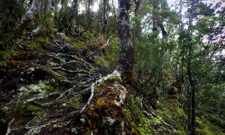 Lake Hauroko Lookout Trail, Southland