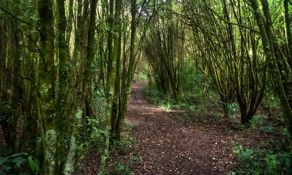 Harvey Moore Whitehorse Loop, Canterbury