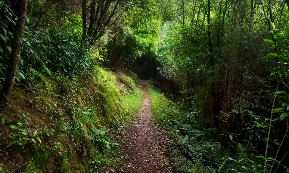 Harvey Moore Whitehorse Loop, Canterbury