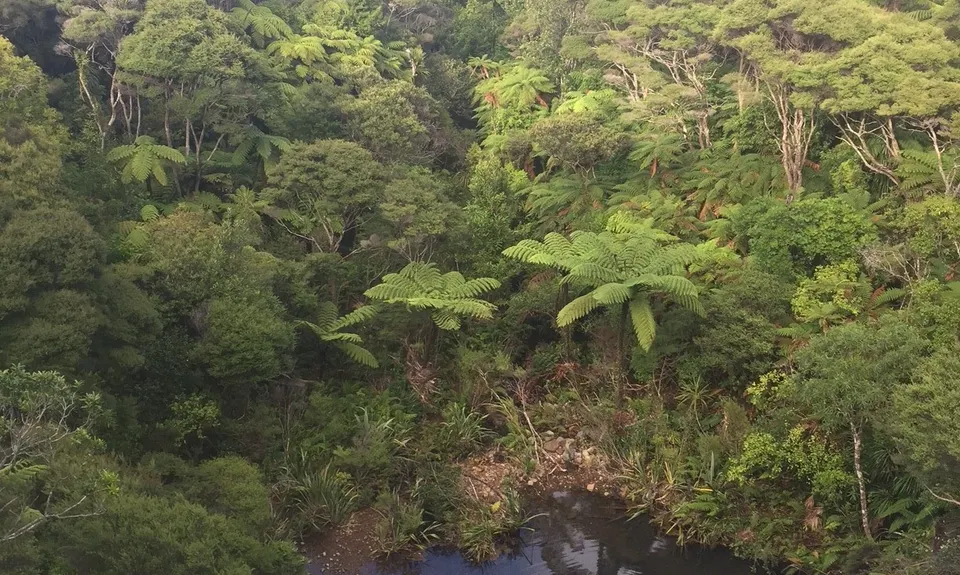 Pararaha Cowans Stream Bash, Auckland