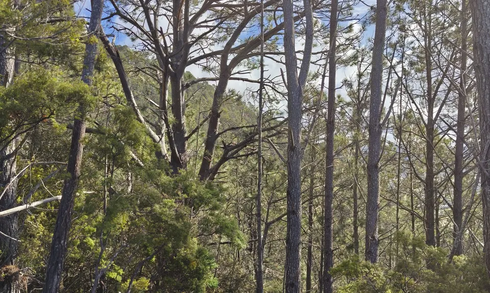 Pauanui Summit Loop, Waikato