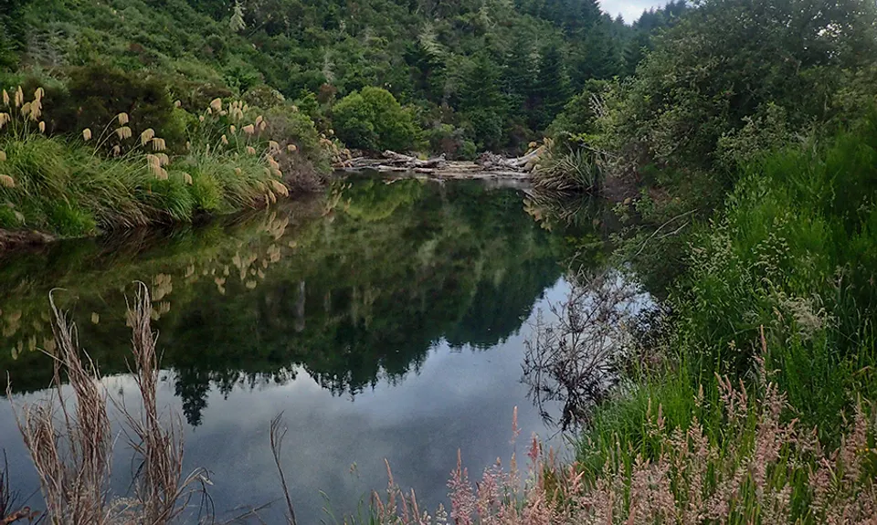 Waihaha Trail - Out & Back, Waikato