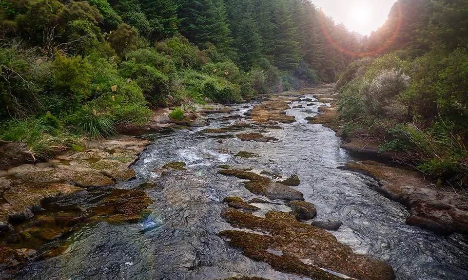 Waihaha Trail - Out & Back, Waikato