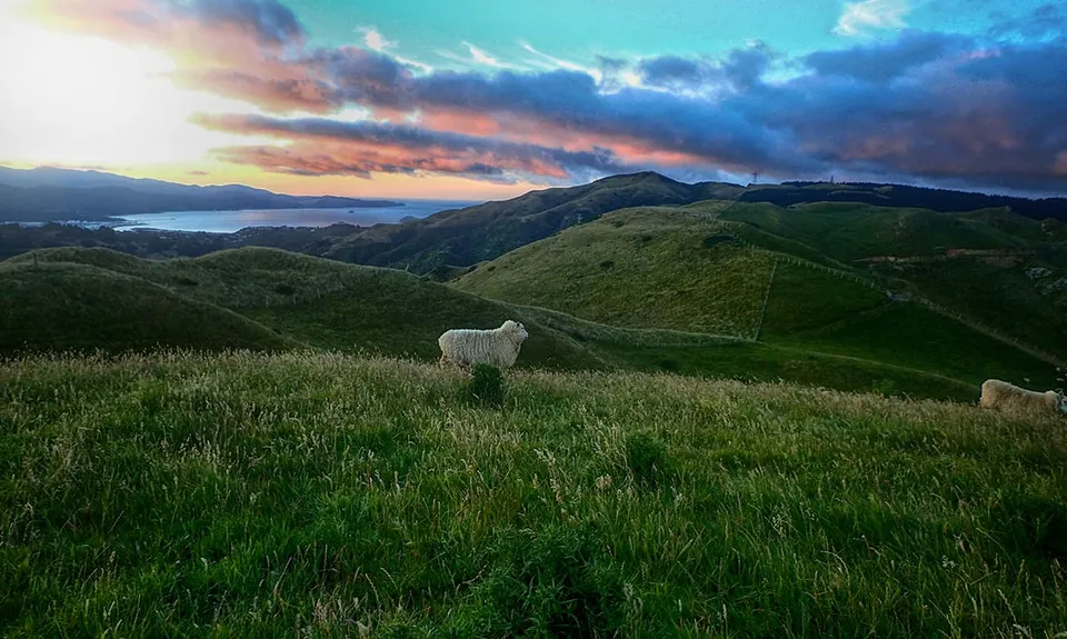 Belmont Trig, Wellington