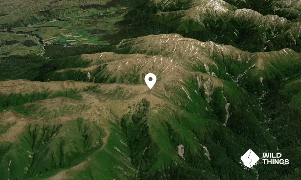 Mangahuia