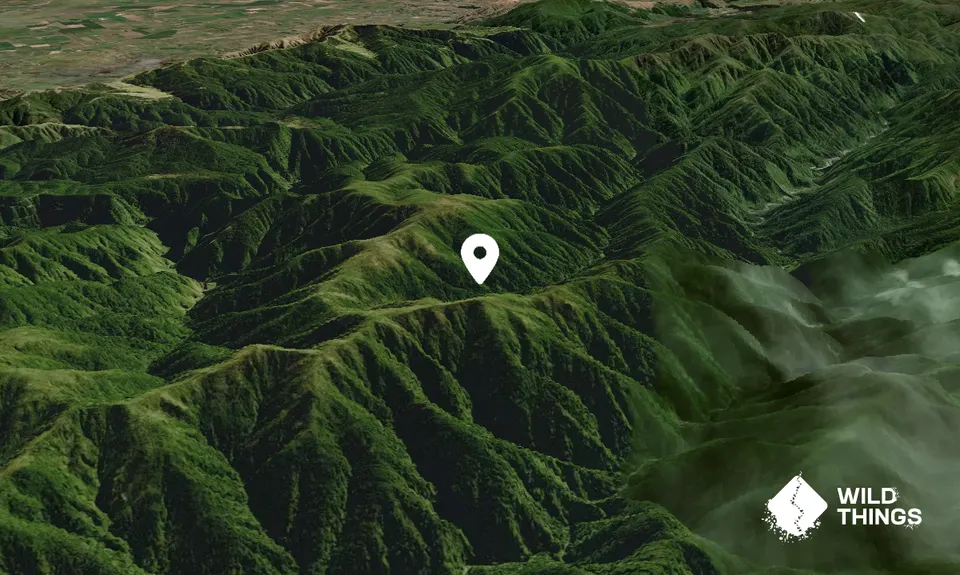 Taramea