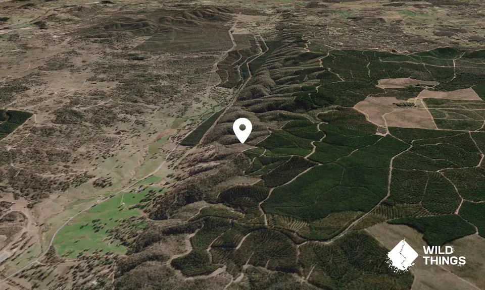 Mount Reedy