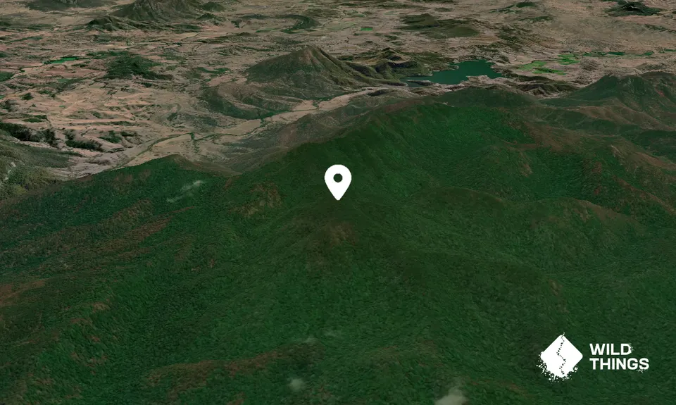 Nothofagus Mountain