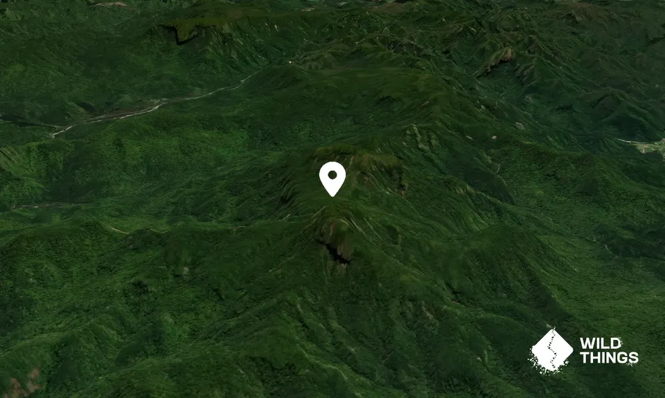 Kaitarakihi