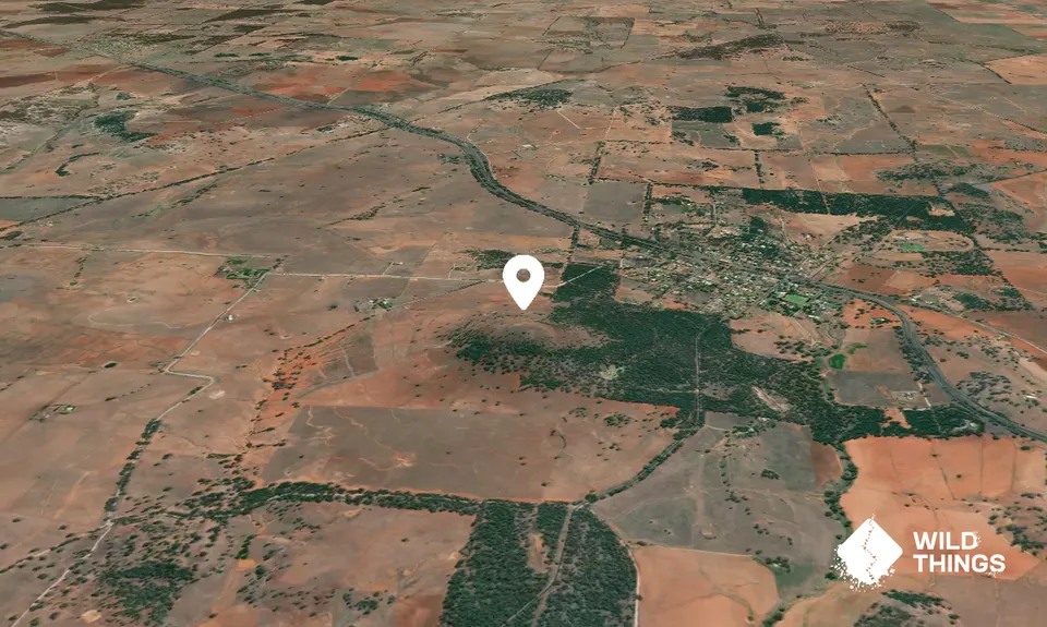 Geurie Bald Hill