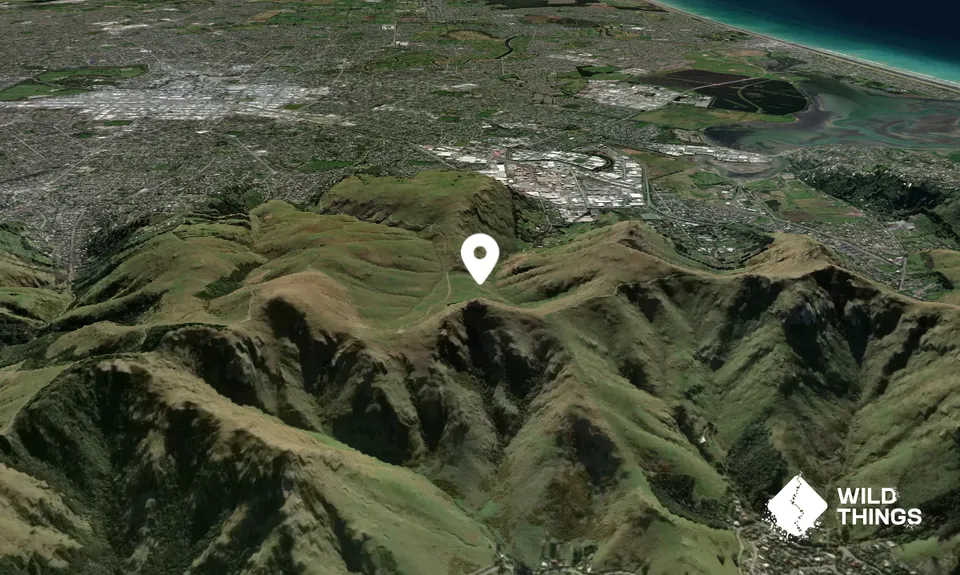 Te Upoko-o-Kurī/Witch Hill