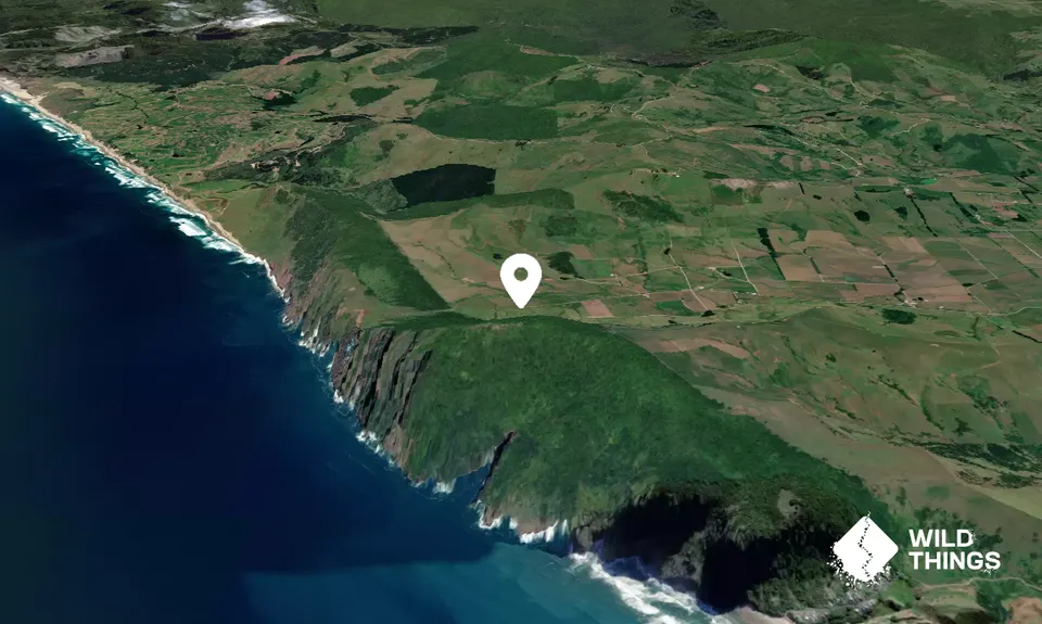 Maunganui