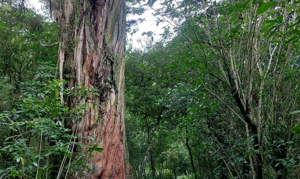 Peel Forest Rounds, Canterbury