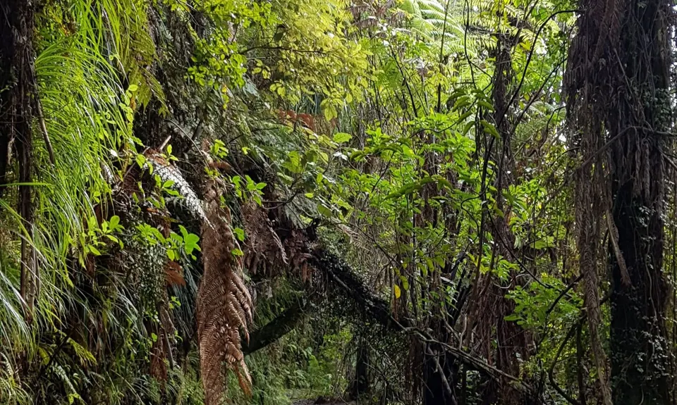Wharekirauponga Track, Waikato