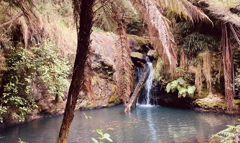 Piraunui Track, Waikato