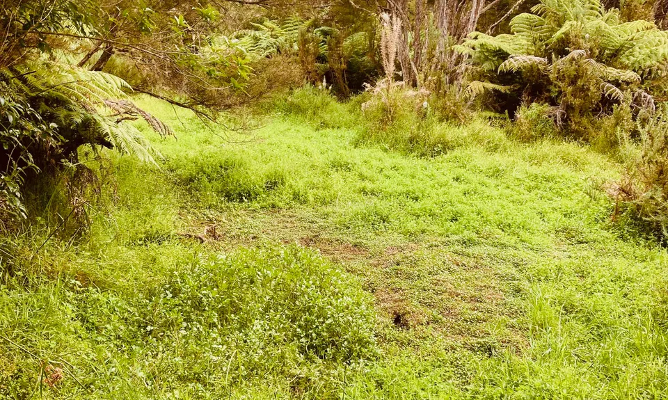 Piraunui Track, Waikato