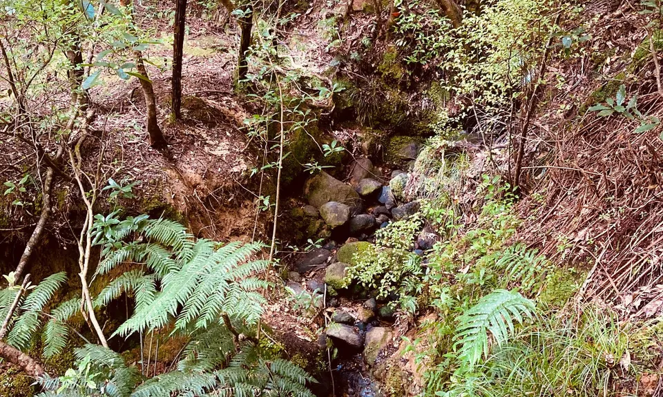 Piraunui Track, Waikato