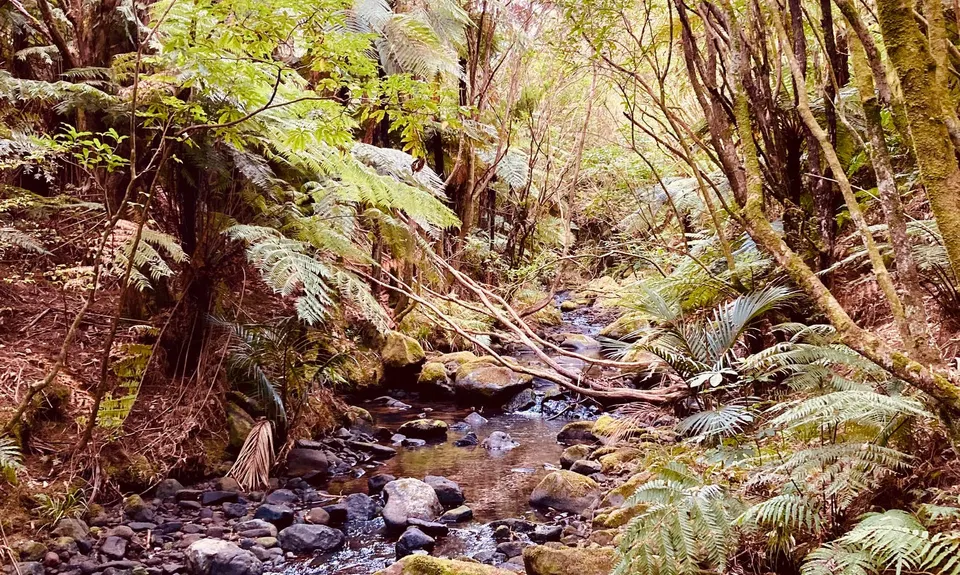 Piraunui Track, Waikato