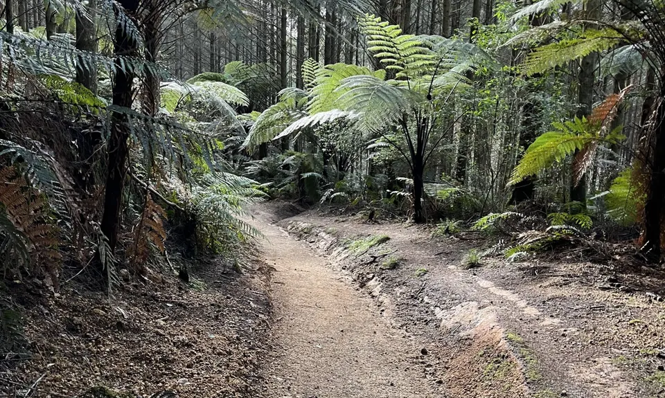 Pohaturoa Track, Bay of Plenty