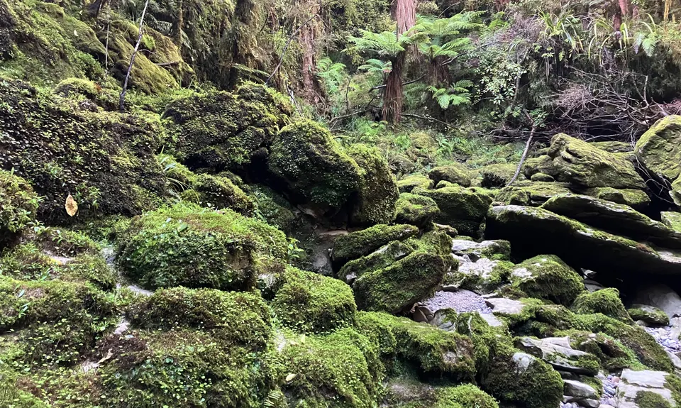 Porarari to Cave Creek, West Coast