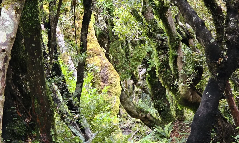 Pouakai Circuit, Taranaki