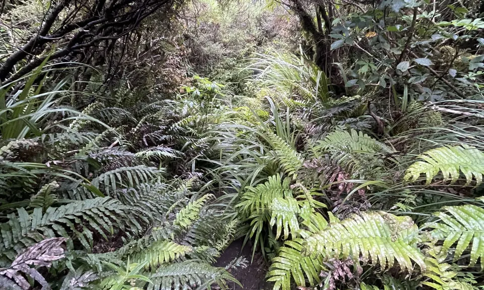 Pouakai Circuit, Taranaki