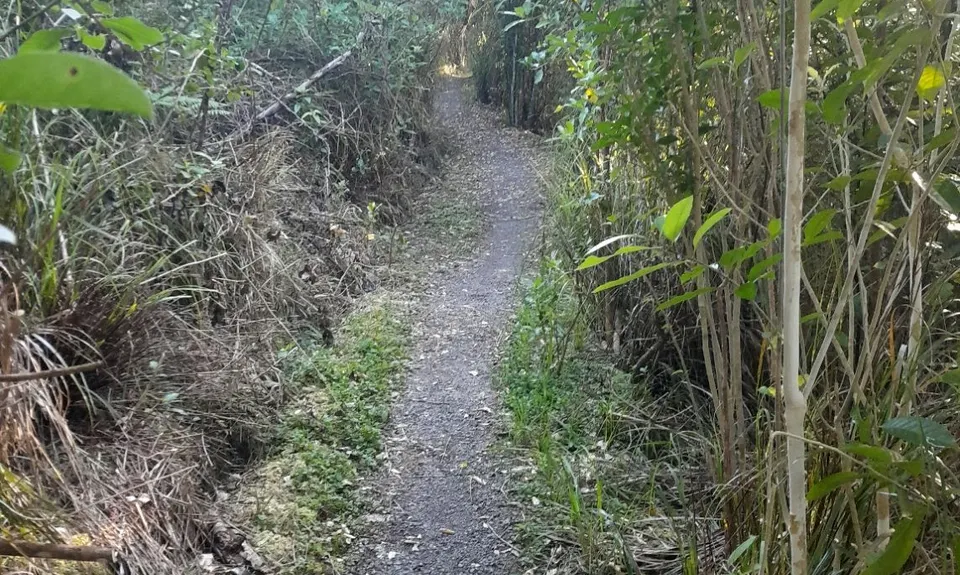 Pōurewa, Auckland