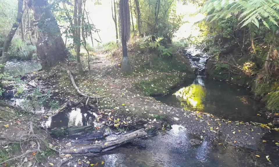 Pōurewa, Auckland