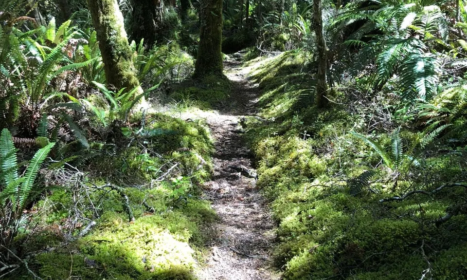 Catlins River Track, Otago