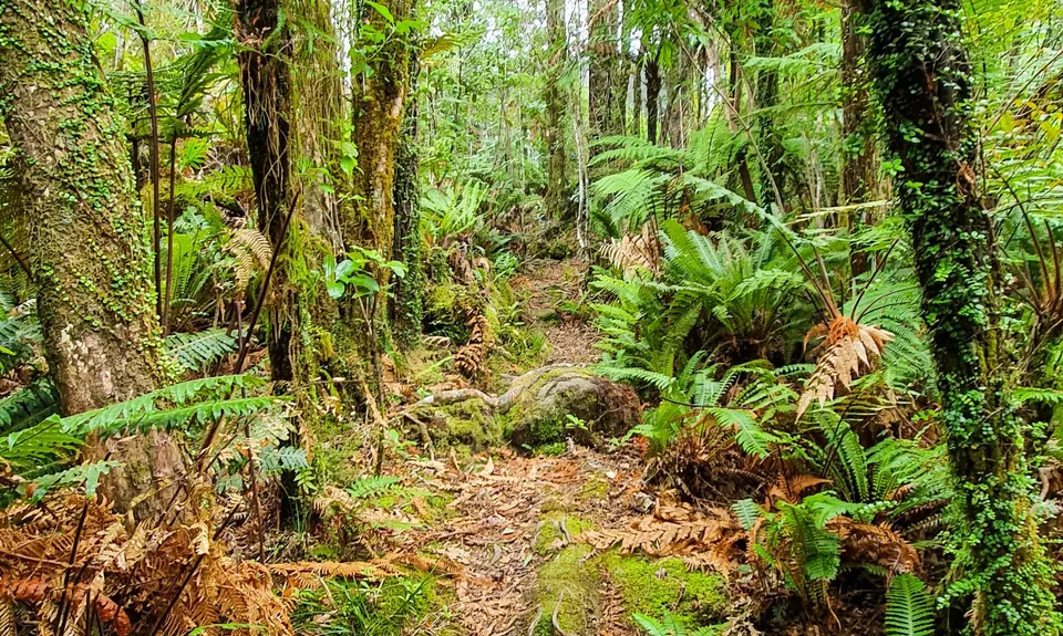 Lake Rochfort Ramble, West Coast